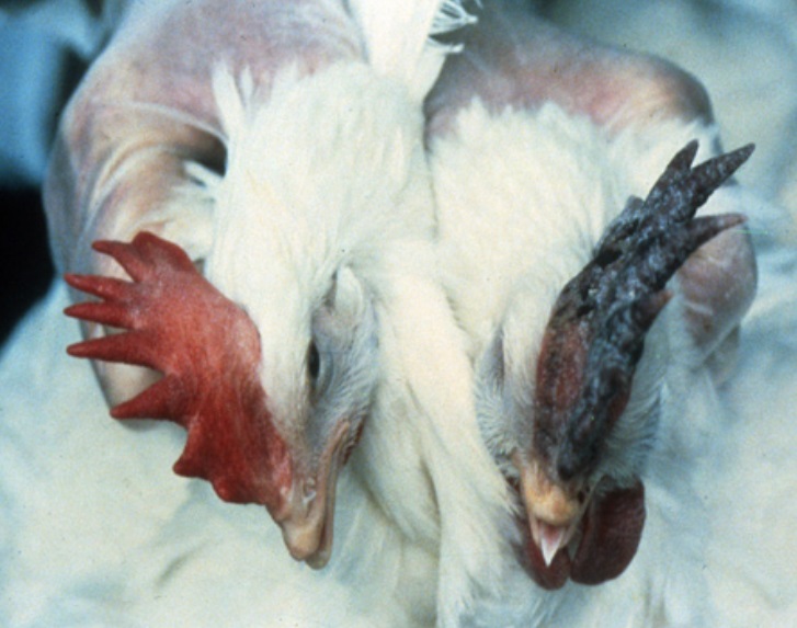 À gauche, la crête rouge d’un coq en bonne santé ; à droite, une crête noircie et violacée par la grippe aviaire