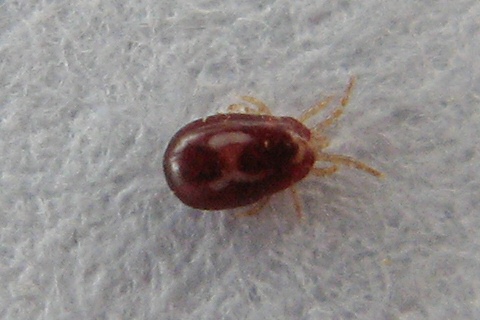 Un pou rouge gorgé de sang, d’environ 1 mm, trouvé dans un poulailler